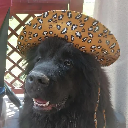 Foret D'animaux Bed & Breakfast Bouillon